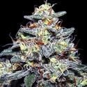 Hyper Glue (Anesia Seeds) Feminized