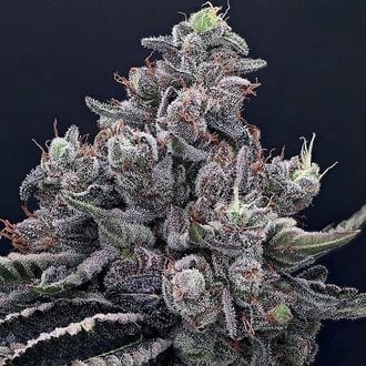 Mob Boss (Anesia Seeds) feminisiert