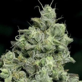 Pink Starburst (Anesia Seeds) Feminized