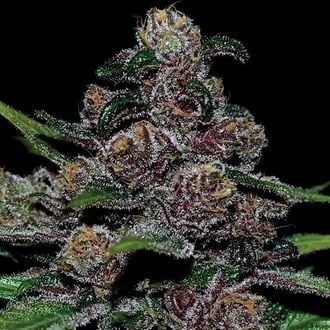 Auto Blackberry Moonrocks (Anesia Seeds) feminisiert