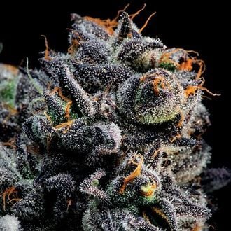 Auto Blueberry Banana (Anesia Seeds) feminisiert