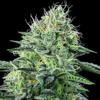 Strawberry Banana Auto (Anesia Seeds) feminisiert