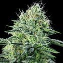 Strawberry Banana Auto (Anesia Seeds) feminisiert