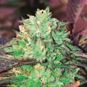 Gelato Royal (The Kush Brothers) Feminized