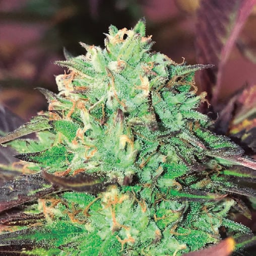 Gelato Kush Feminisiert (Gea Seeds)