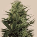 Langui Kush (The Kush Brothers) Feminized