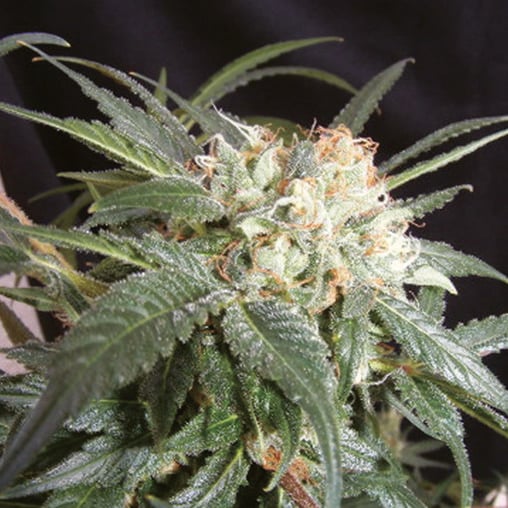 Malibu Stacy Feminisiert (Root Riot Seedbank)