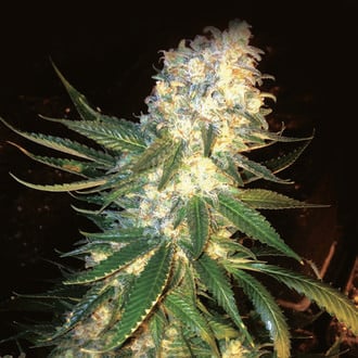 MassKush (The Kush Brothers) Feminized