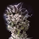 Petro $ OG (The Kush Brothers) Feminized