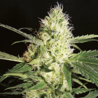 Yellowstone (The Kush Brothers) Feminized