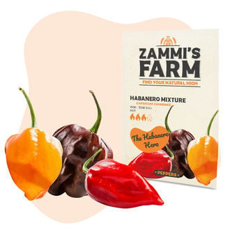 Gemischte Habanero-Samen