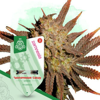 Watermelon Candy Automatic (Zamnesia Seeds) feminisiert