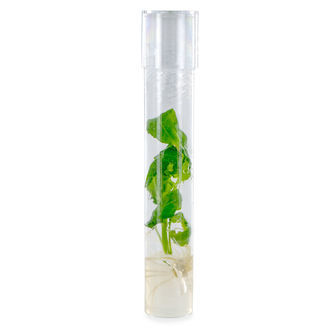 Salvia Divinorum Cutting