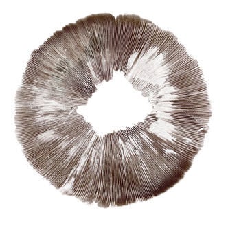 Spore Print Psilocybe cubensis Amazonas