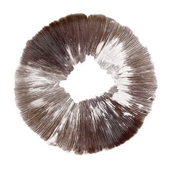 Spore Print Psilocybe cubensis McKennaii