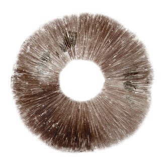 Spore Print Psilocybe cubensis Ban Hua Thai