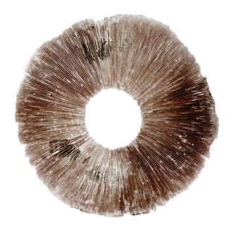 Spore Print Psilocybe cubensis Hawaii (PES)