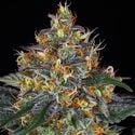 Moby Dick Auto (Barney's Farm) feminisiert