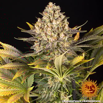 Banana Punch (Barney's Farm) feminisiert