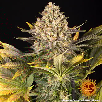 Banana Punch (Barney's Farm) feminized