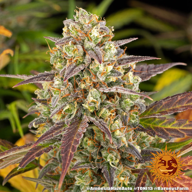 Amnesia Haze Auto | Barney's Farm