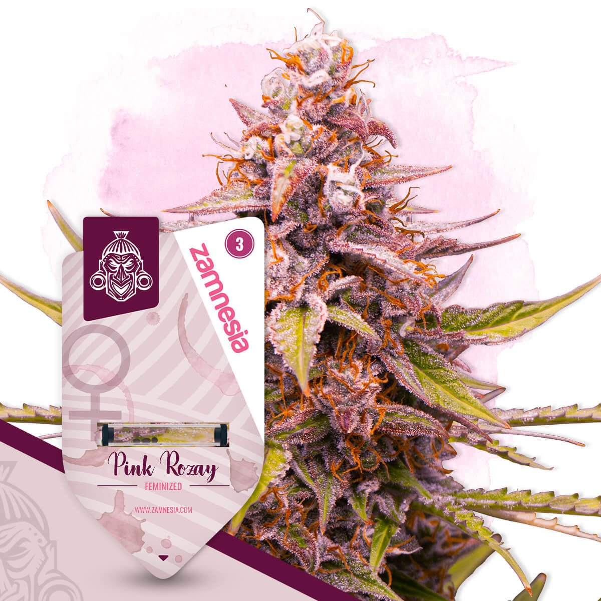 Pink Rozay | Zamnesia Seeds - Zamnesia