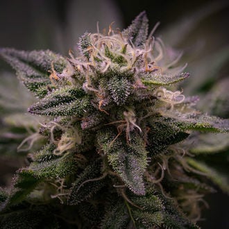 Pink Rozay (Zamnesia Seeds) feminisiert