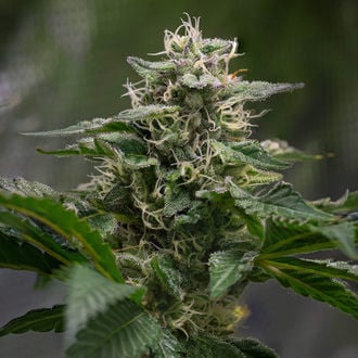 Pink Rozay (Zamnesia Seeds) feminisiert