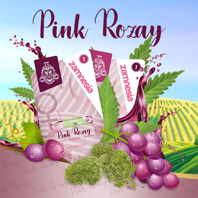 Pink Rozay Autoflower | Zamnesia Seeds