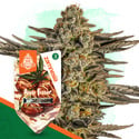 Apple Fritter (Zamnesia Seeds) feminized