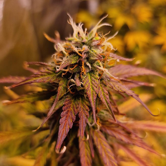 Apple Fritter Autoflower | Zamnesia Seeds