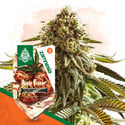 Apple Fritter Autoflower (Zamnesia Seeds) feminized