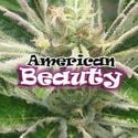 American Beauty (Dr Underground) feminized