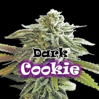 Dark Cookie (Dr. Underground) feminisiert