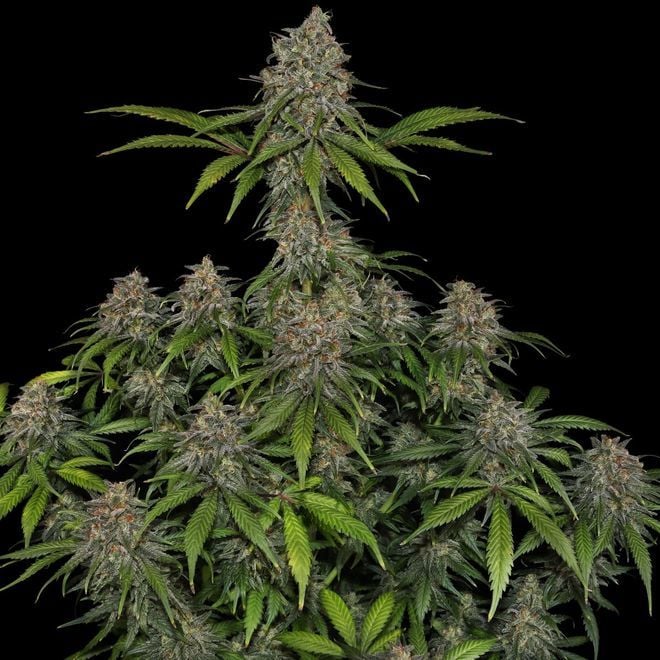Frosted Guava | Zamnesia Seeds