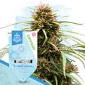 Frosted Guava Automatic (Zamnesia Seeds) feminized