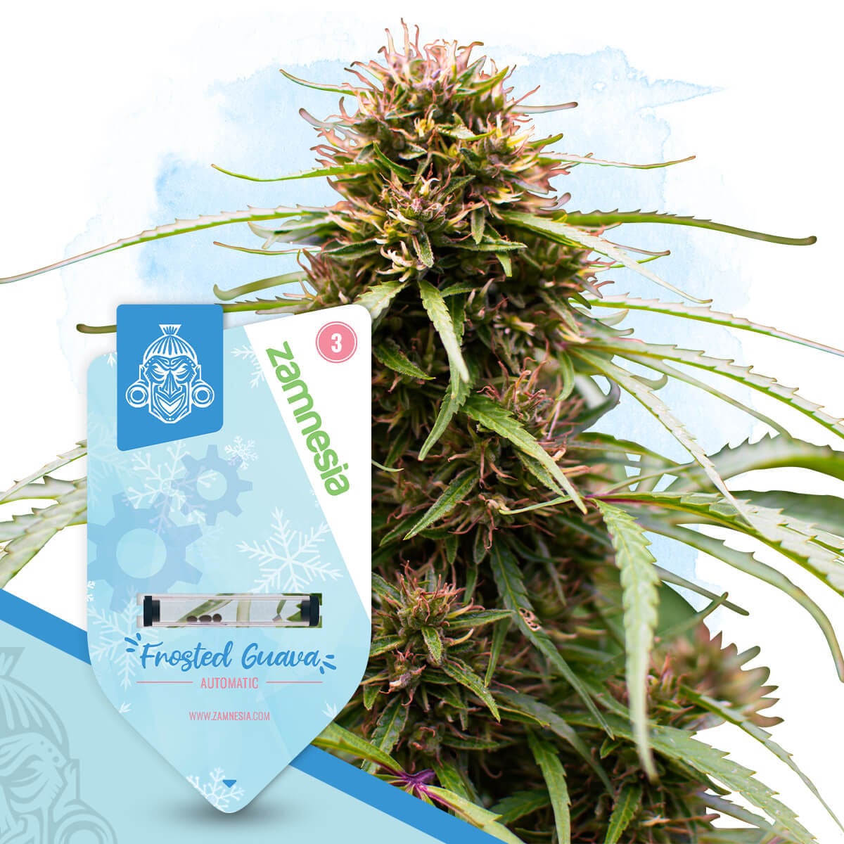 Frosted Guava Autoflower | Zamnesia Seeds