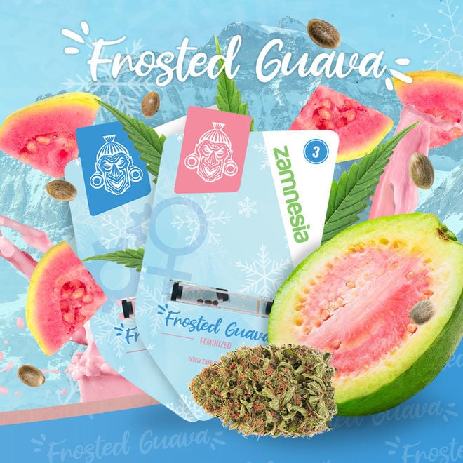 Frosted Guava Autoflower | Zamnesia Seeds