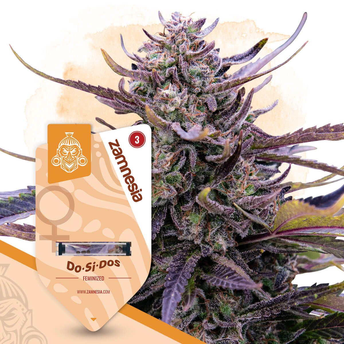 Do-Si-Dos Feminisiert (Seeds66)