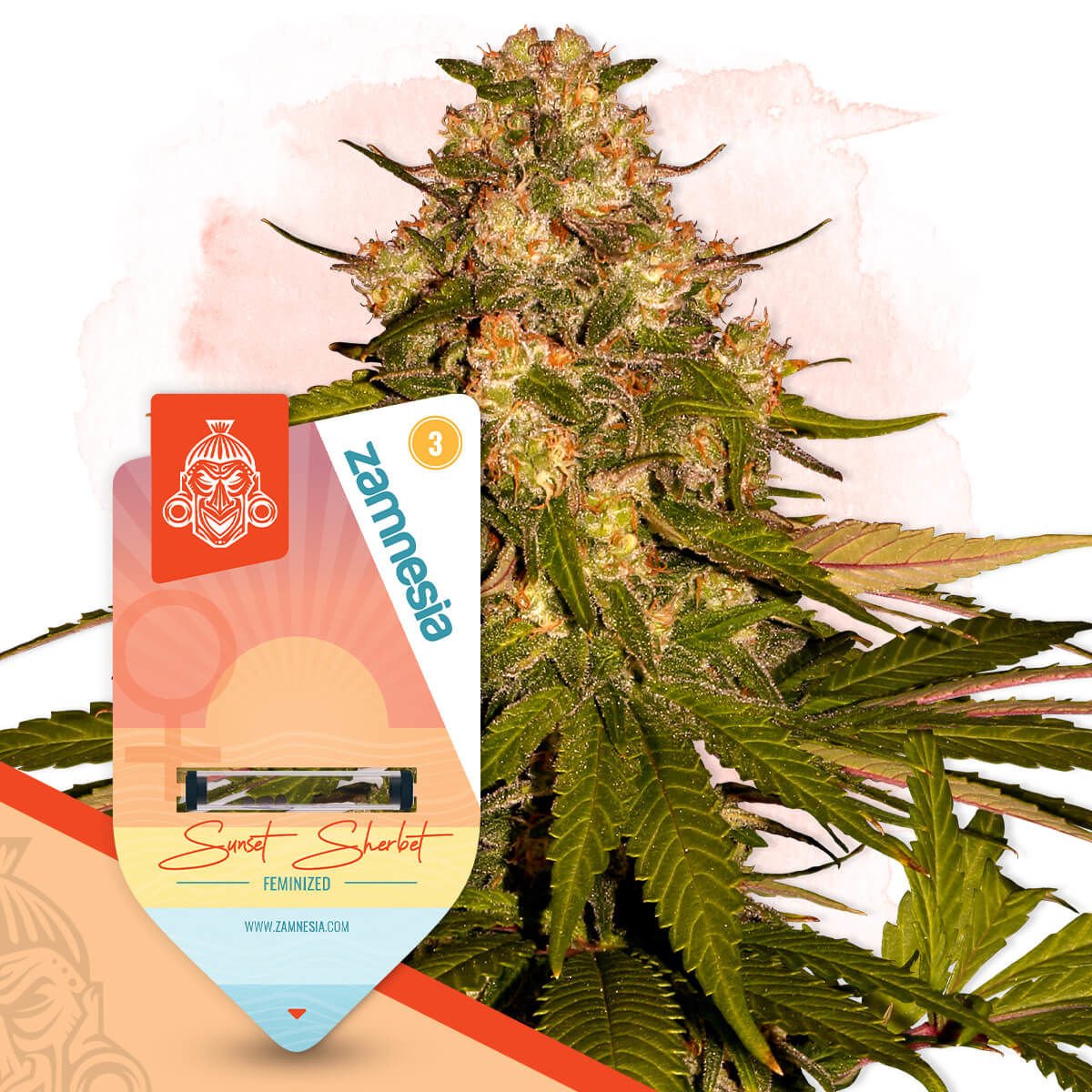 Sunset Sherbet Feminisiert (Linda Seeds)