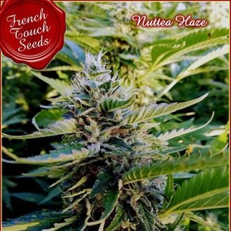 Nuttea Haze (French Touch Seeds) Feminisiert