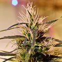 Beldia (French Touch Seeds) Regular