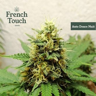 Auto Douce Nuit (French Touch Seeds) feminisiert