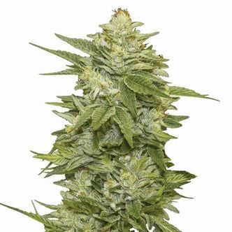 GG-48 (Nirvana Seeds) Feminisiert