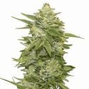 GG-48 (Nirvana) Feminized