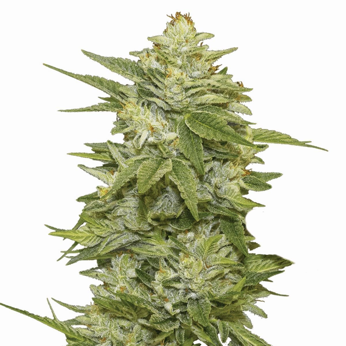 GG-48 (Nirvana) Feminisiert
