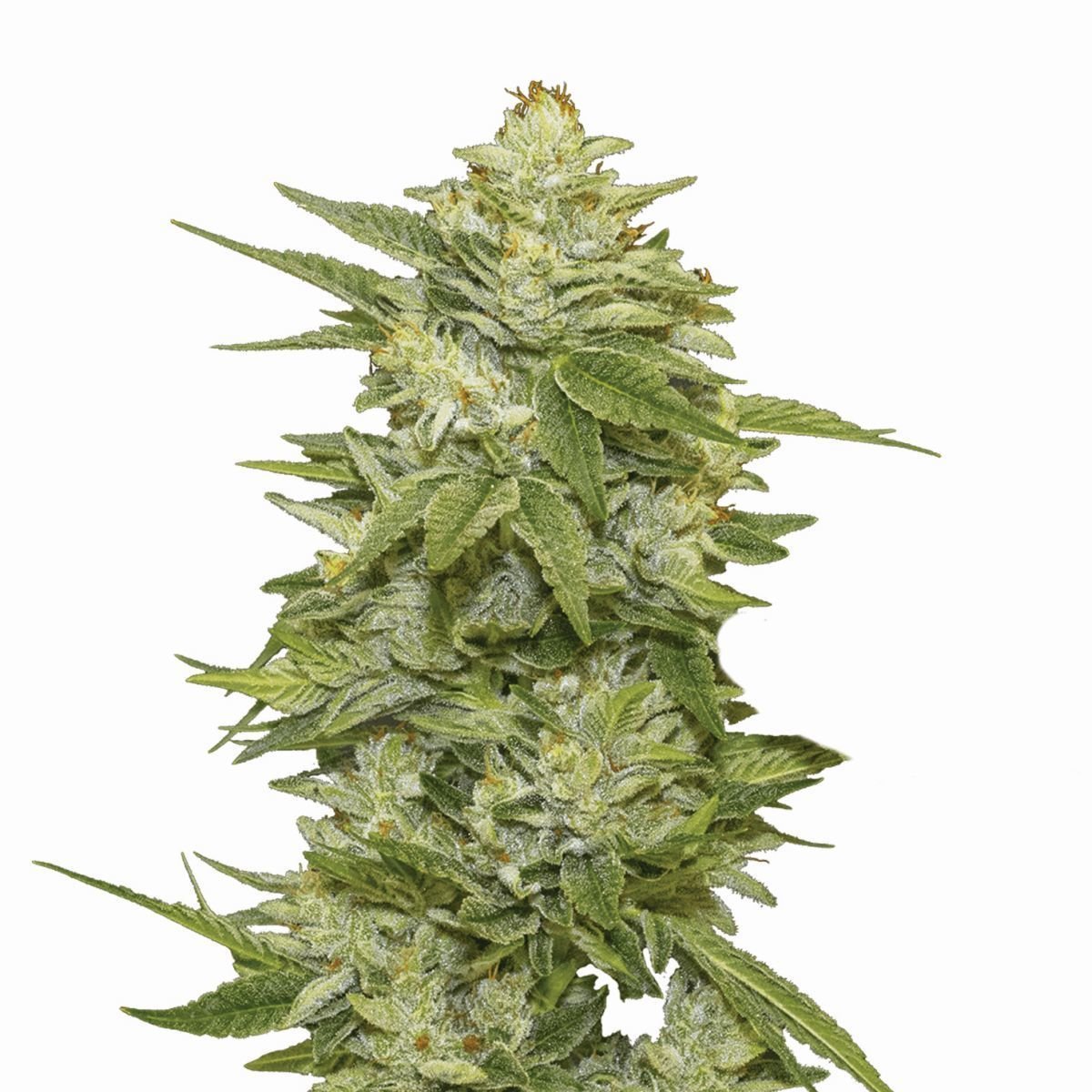 Ak-48 Auto (WeedSeedShop)