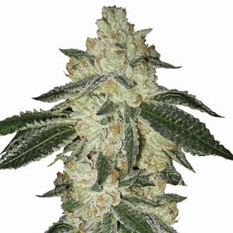 Aurora Indica Autoflower (Nirvana) Feminisiert