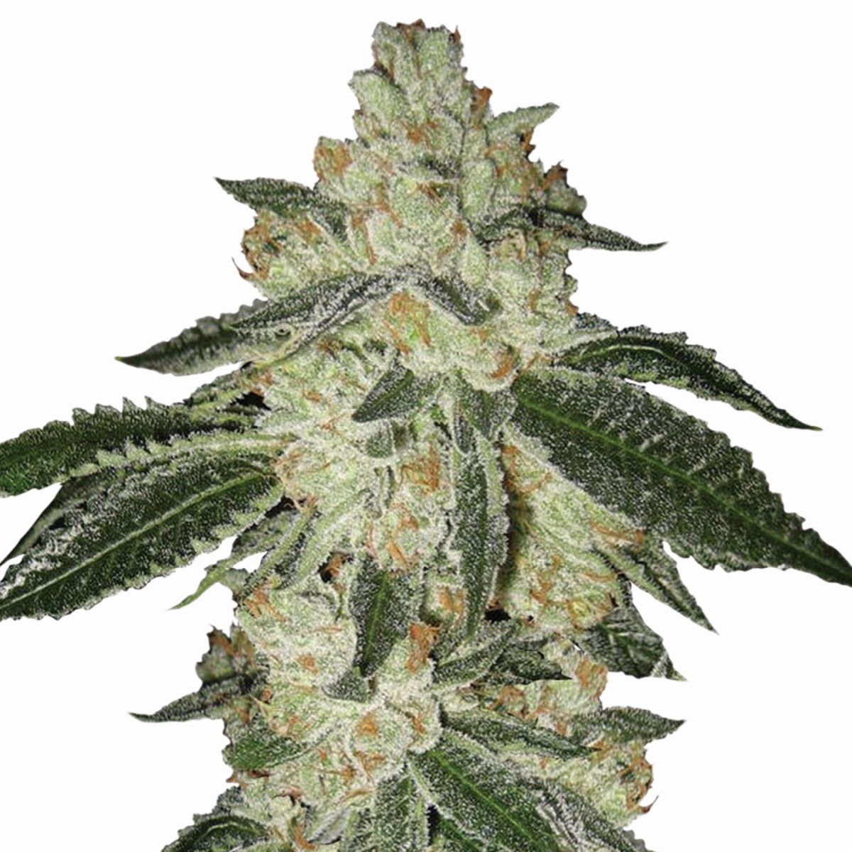 Aurora Autoflower