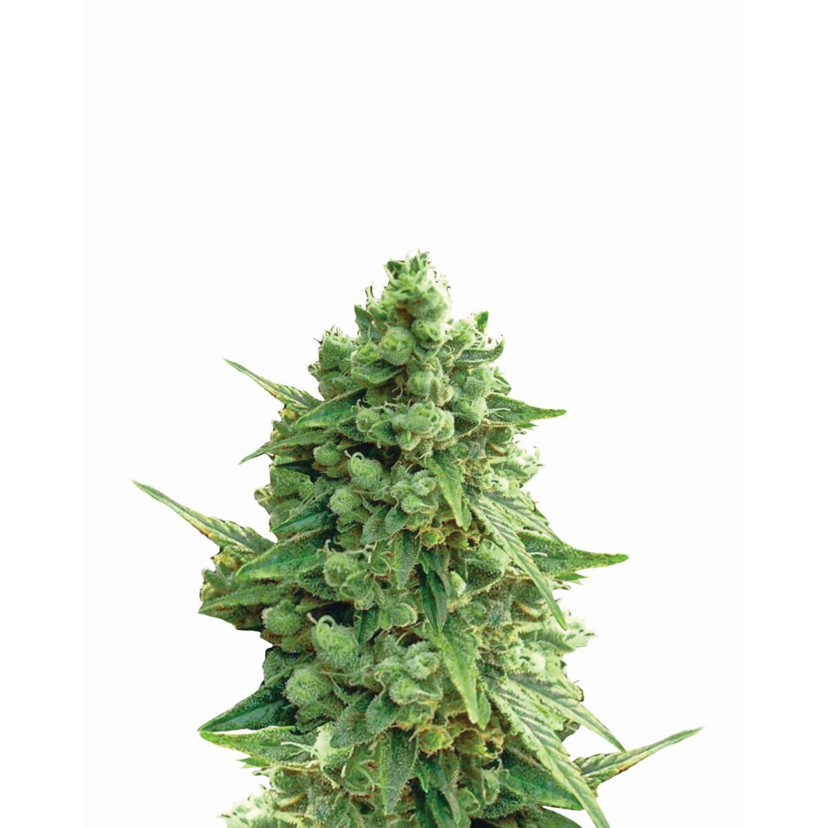 Hawaii Maui Waui Feminisiert (Mallorca Seeds)